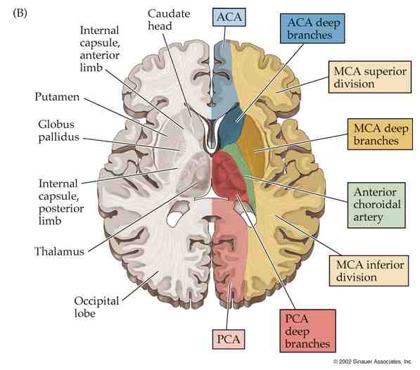 Brain perfusion diagram 2