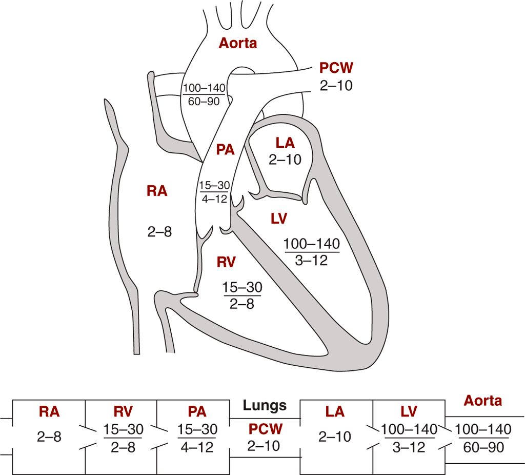 Cardiac Anatomy Diagram