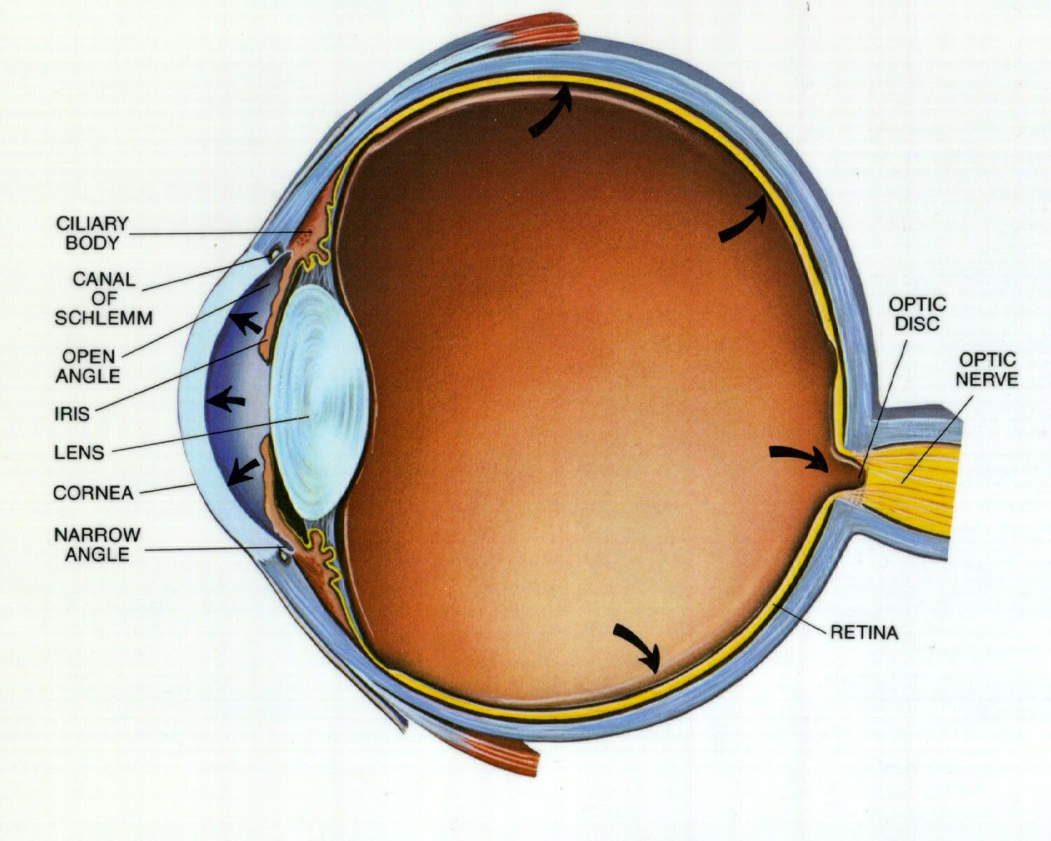 Eye anatomy illustration