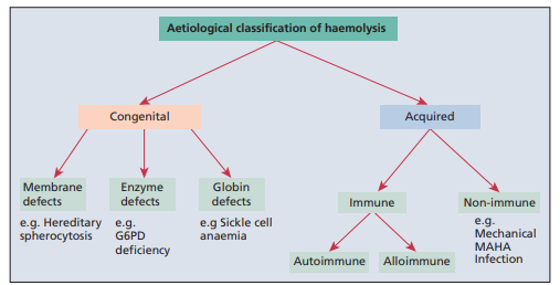 Diagram of Haemolysis Pathways