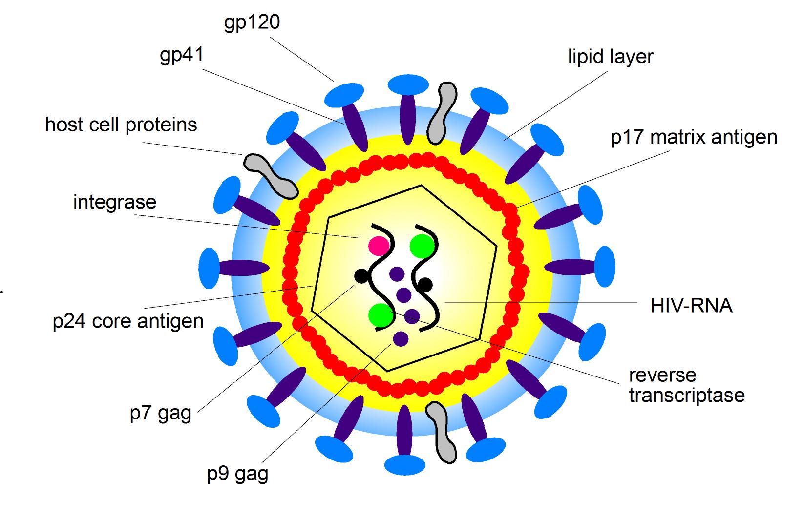 HIV structure diagram