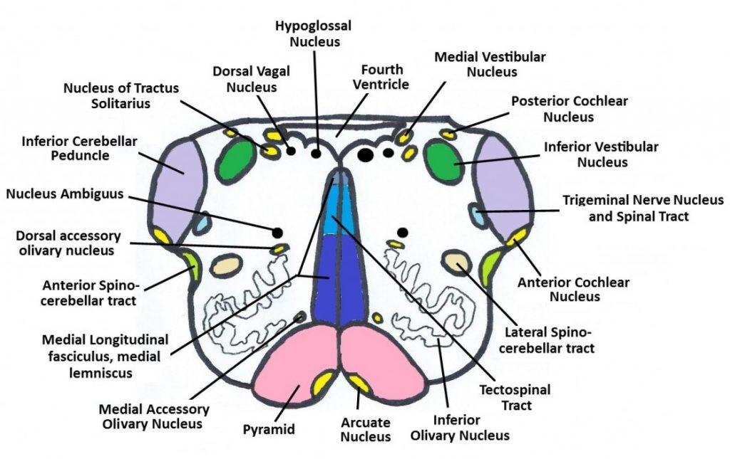 Medulla Olives