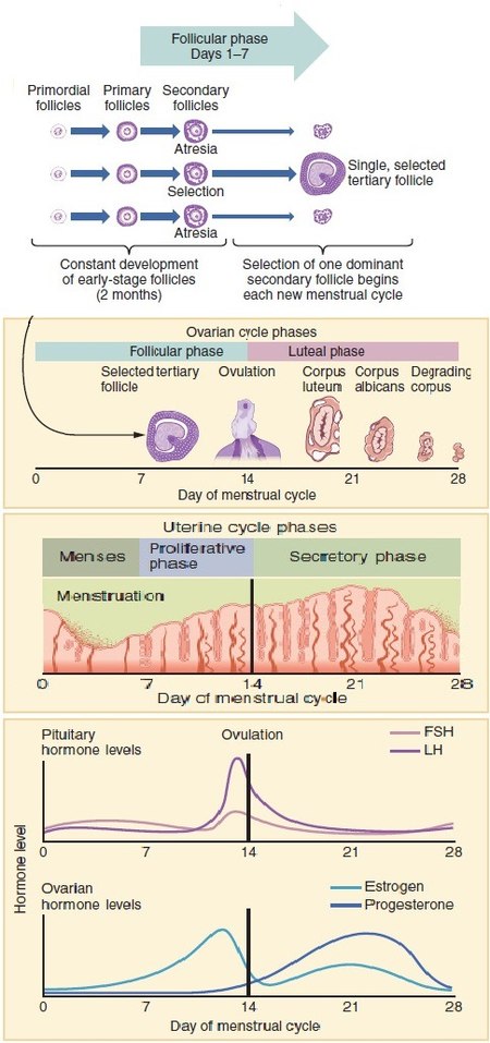 Diagram of the Menstrual Cycle