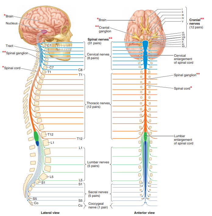 Spinal Cord Anatomy