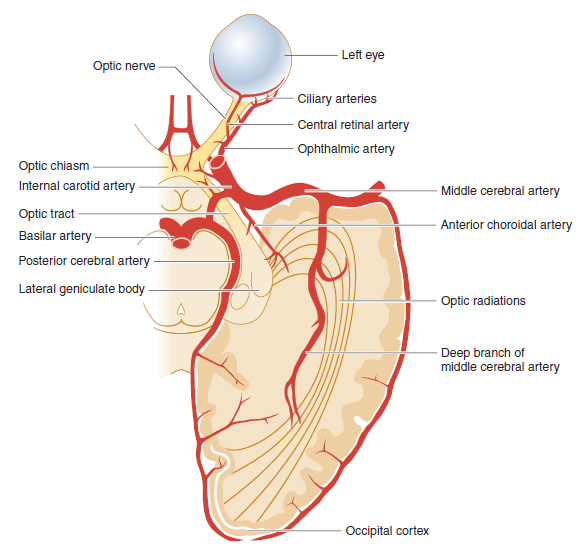 Optic Pathway and Vascular Structures