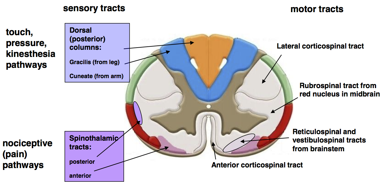 Spinal Anatomy Illustration