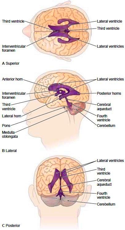 Ventricles Diagram