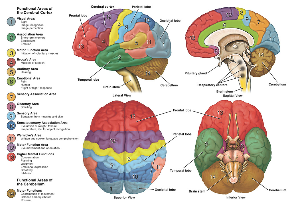 Lateral brain surface with functional areas