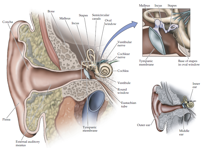 Ear anatomy overview