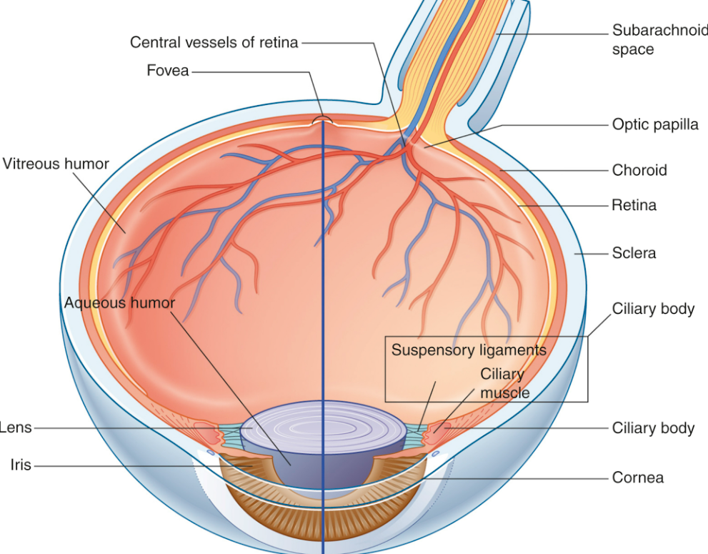 Eye anatomy overview