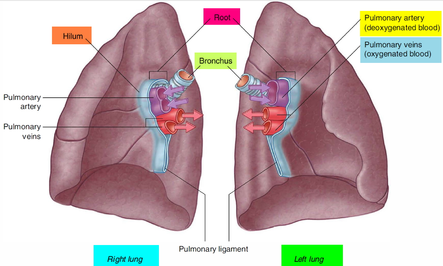 Hilum and root of lung