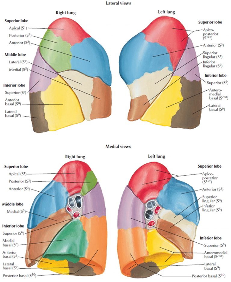 Bronchopulmonary segments