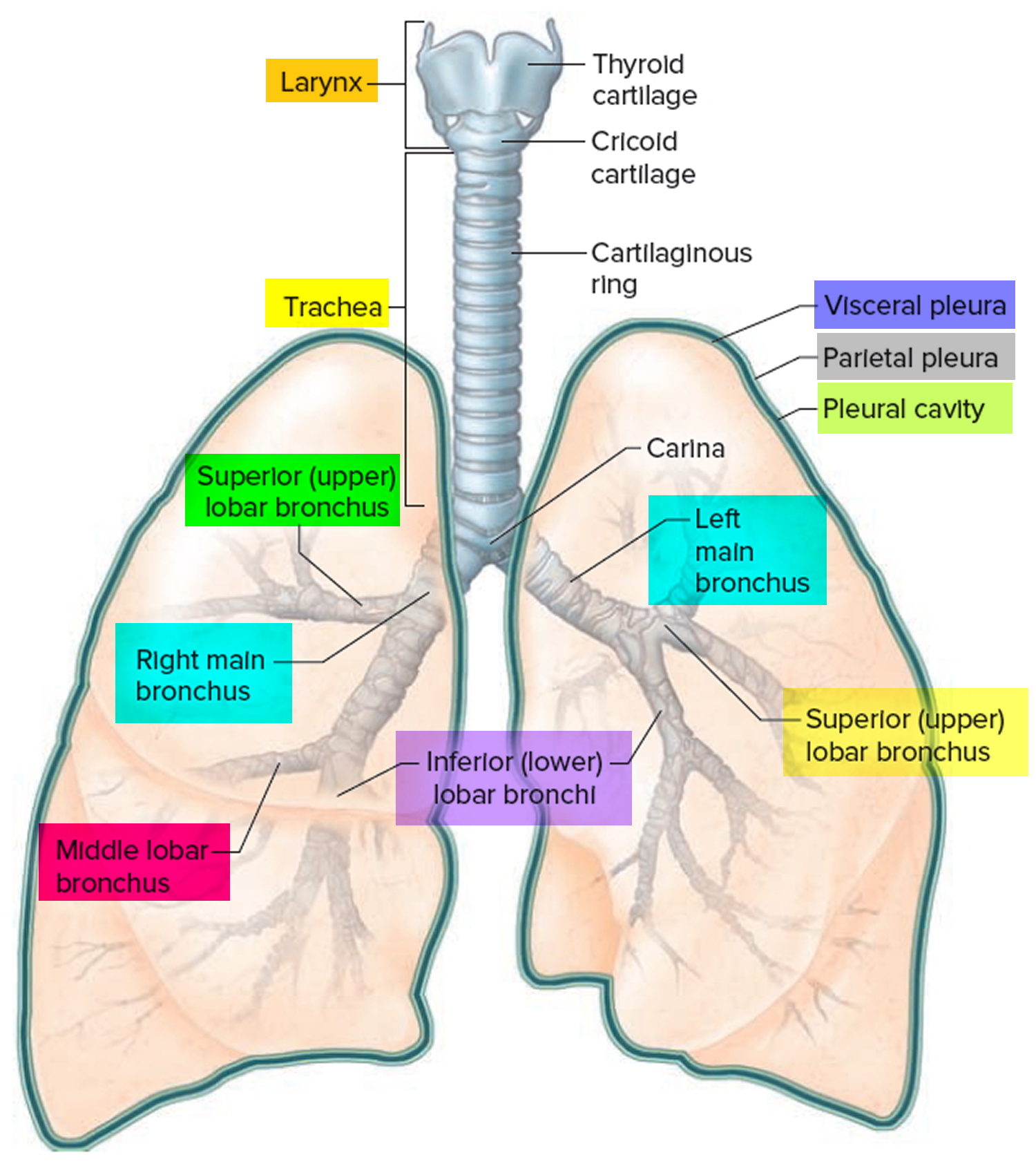 Trachea and bronchi