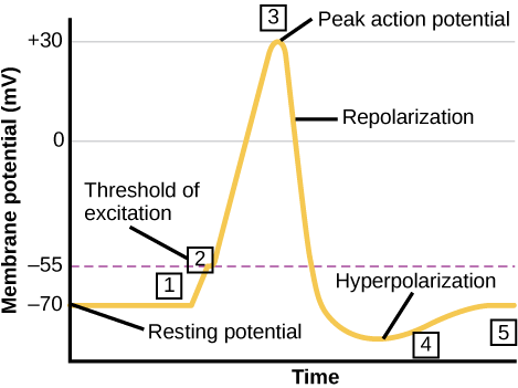 Neuronal Action Potential Diagram