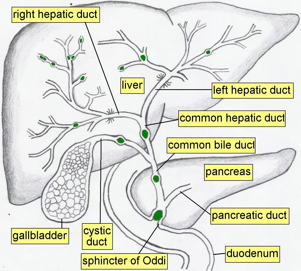 Biliary system