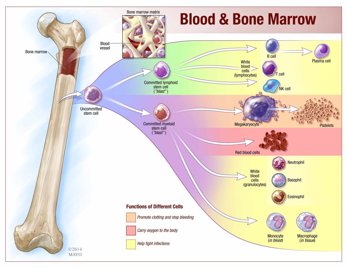 Bone marrow anatomy