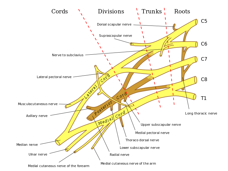 Brachial Plexus Anatomy