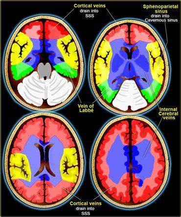 Brain venous drainage diagram 5