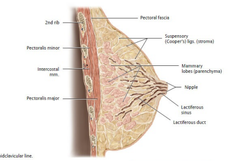 Breast anatomy diagram