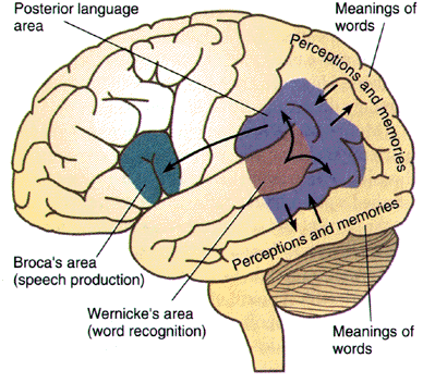 Speech Pathways