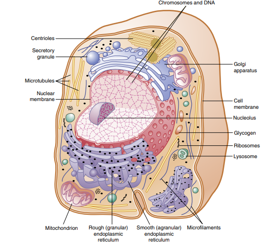 Cell membrane structure