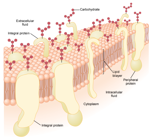 Cell Membrane Diagram