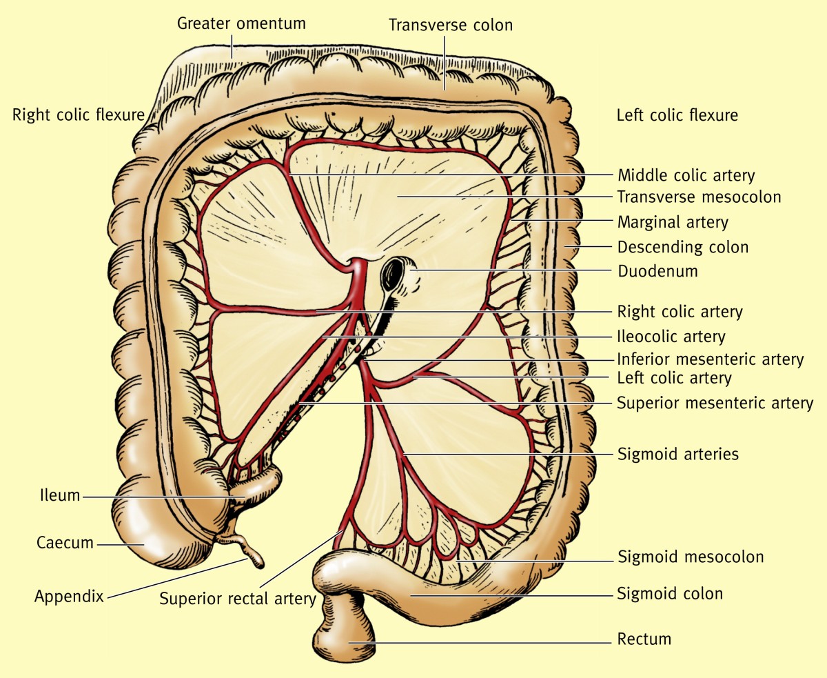 Colon anatomy