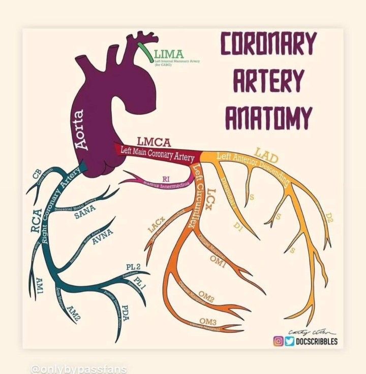 Coronary Arteries