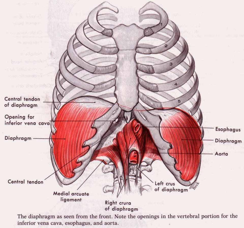 Diaphragm anatomy