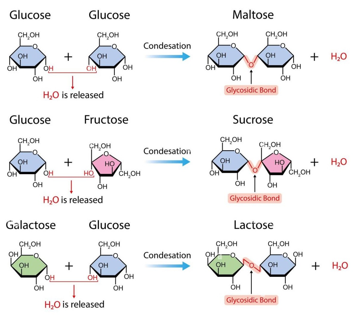 Disaccharides