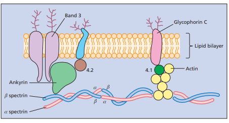 Spherocytes vs normal RBCs
