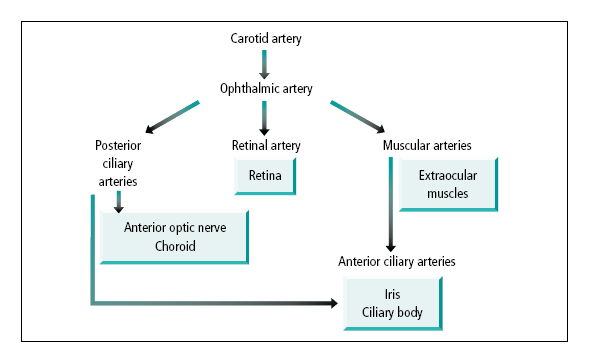 Blood supply to the eye