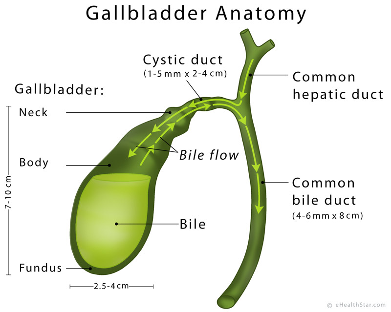 Gallbladder anatomy