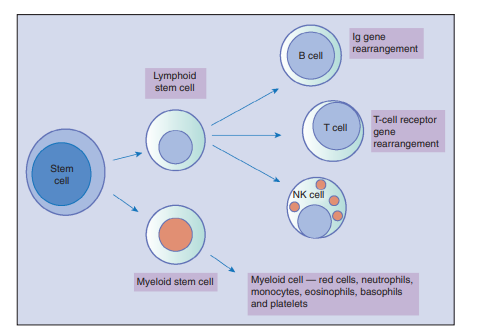 Haematopoiesis Chart