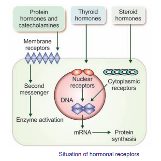 Hormones overview diagram