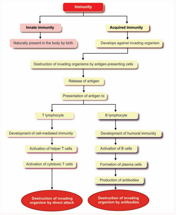 Immune system overview diagram