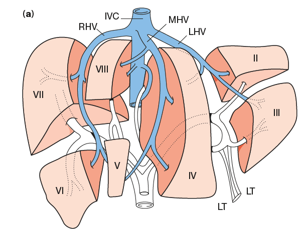 Couinaud Segments