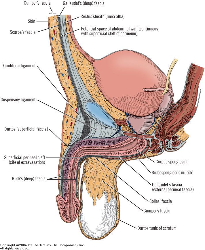 Male genital exam diagram
