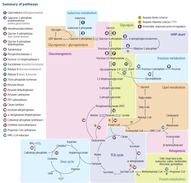 Metabolic Pathway Diagram