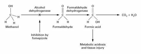 Methanol metabolism diagram