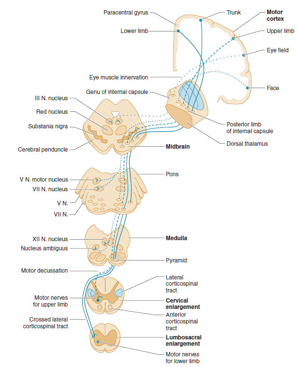 Motor tracts diagram