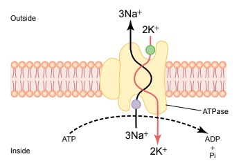NaK Pump Diagram
