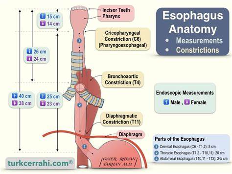 Oesophagus anatomy