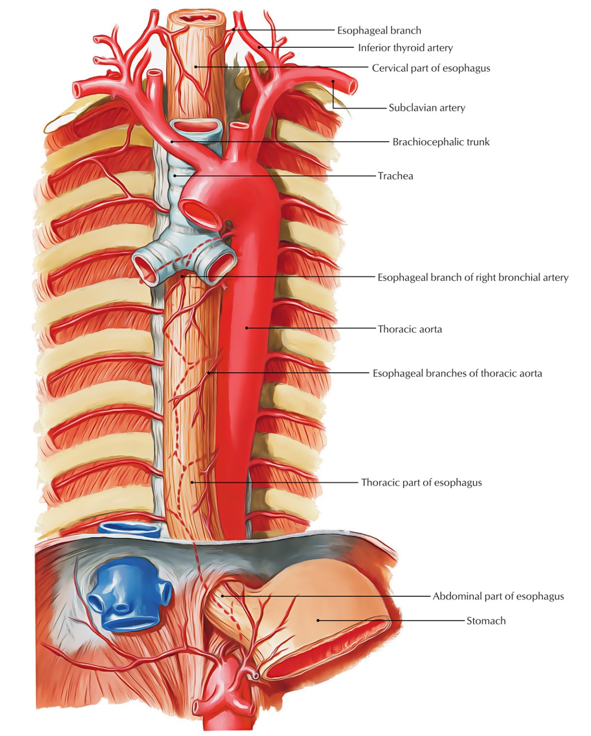 Oesophagus cross section