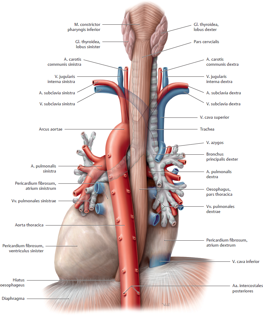 Oesophagus regions