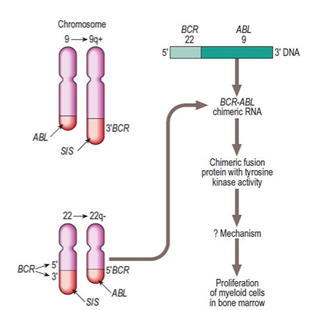Philadelphia chromosome diagram