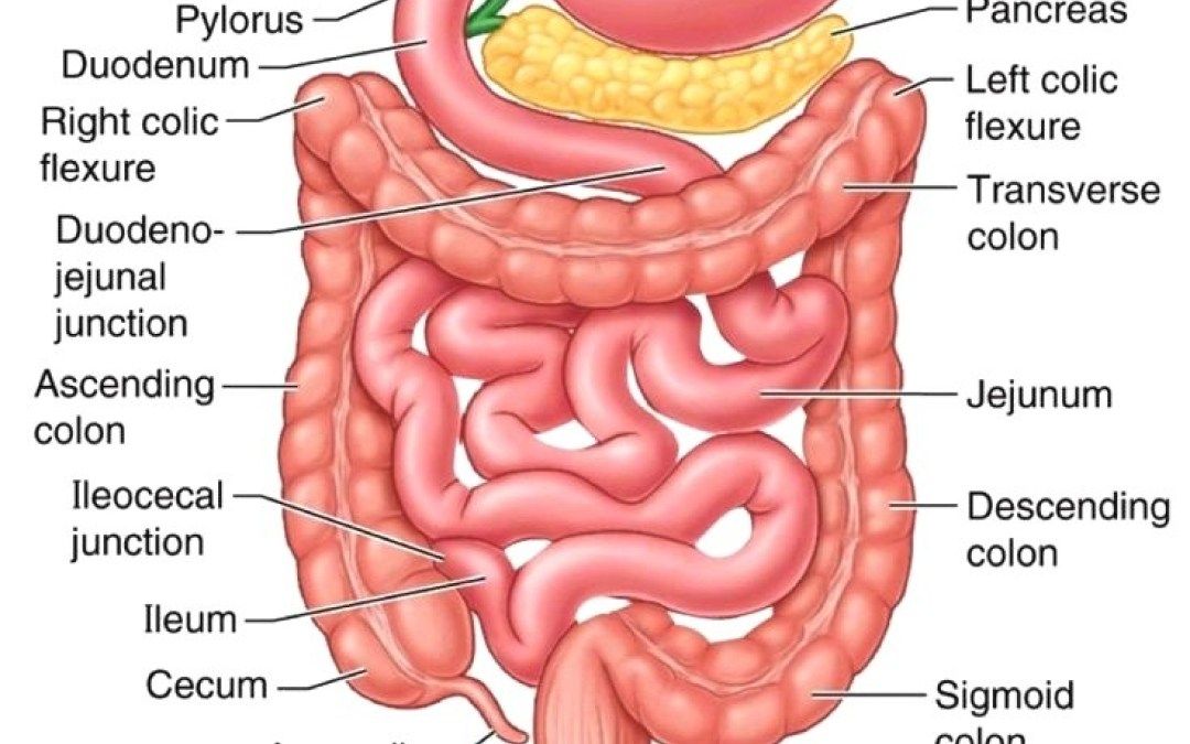 Small intestine anatomy