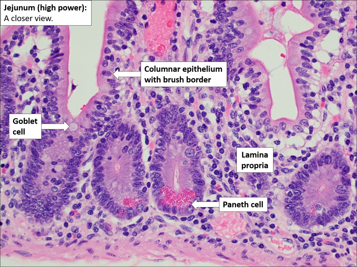 Microanatomy