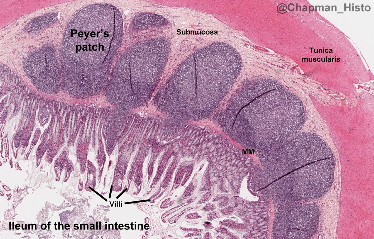 Histology