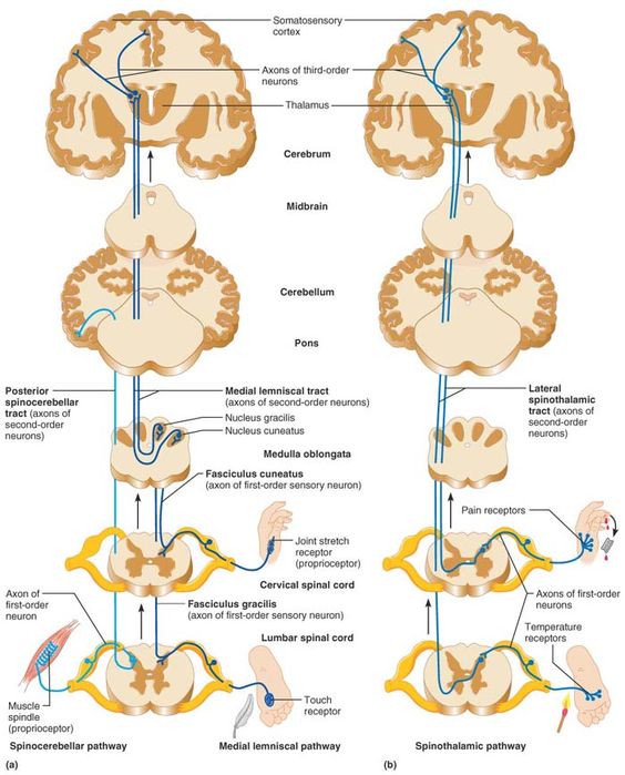 Sensory tracts
